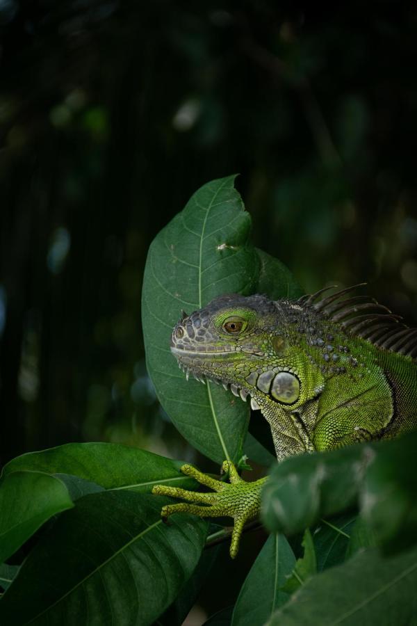 Cabanas Hostal & Camping Magic Bacalar Exterior foto